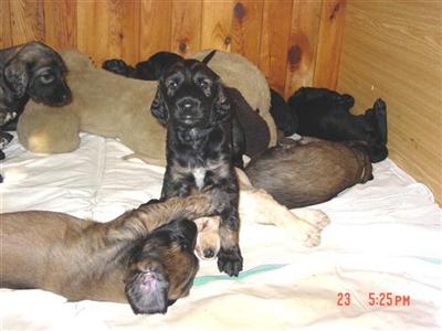 Afghan Hound Puppies for Sale